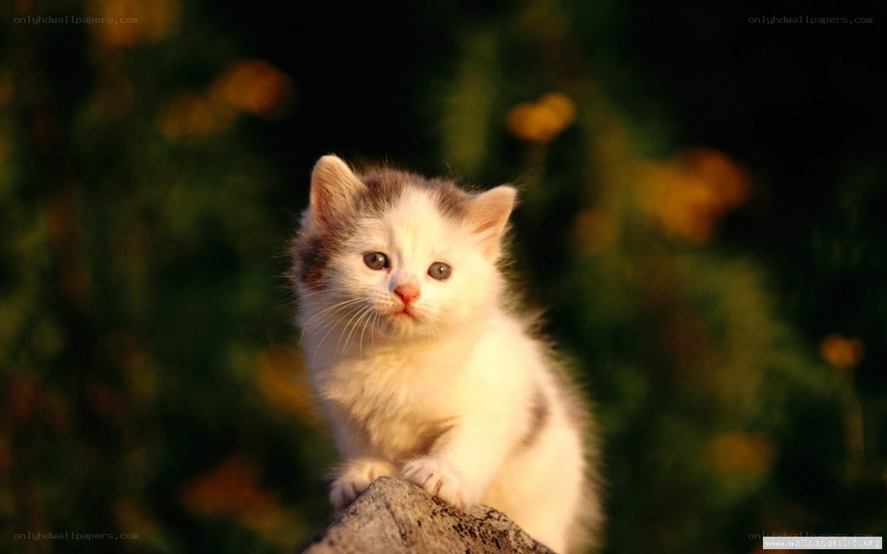 kitten on a rock at sunset