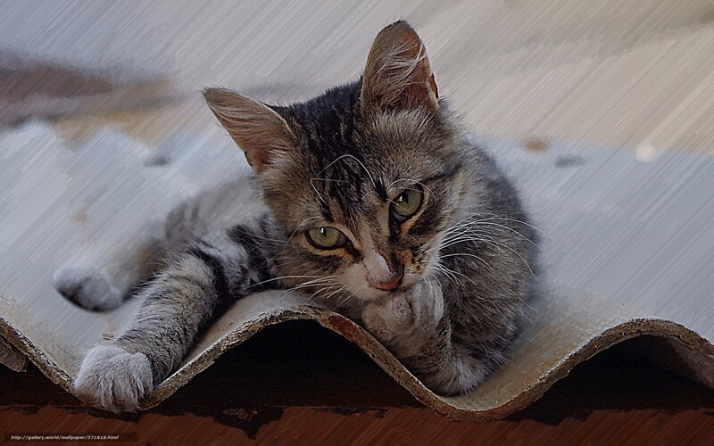 kitten on a roof