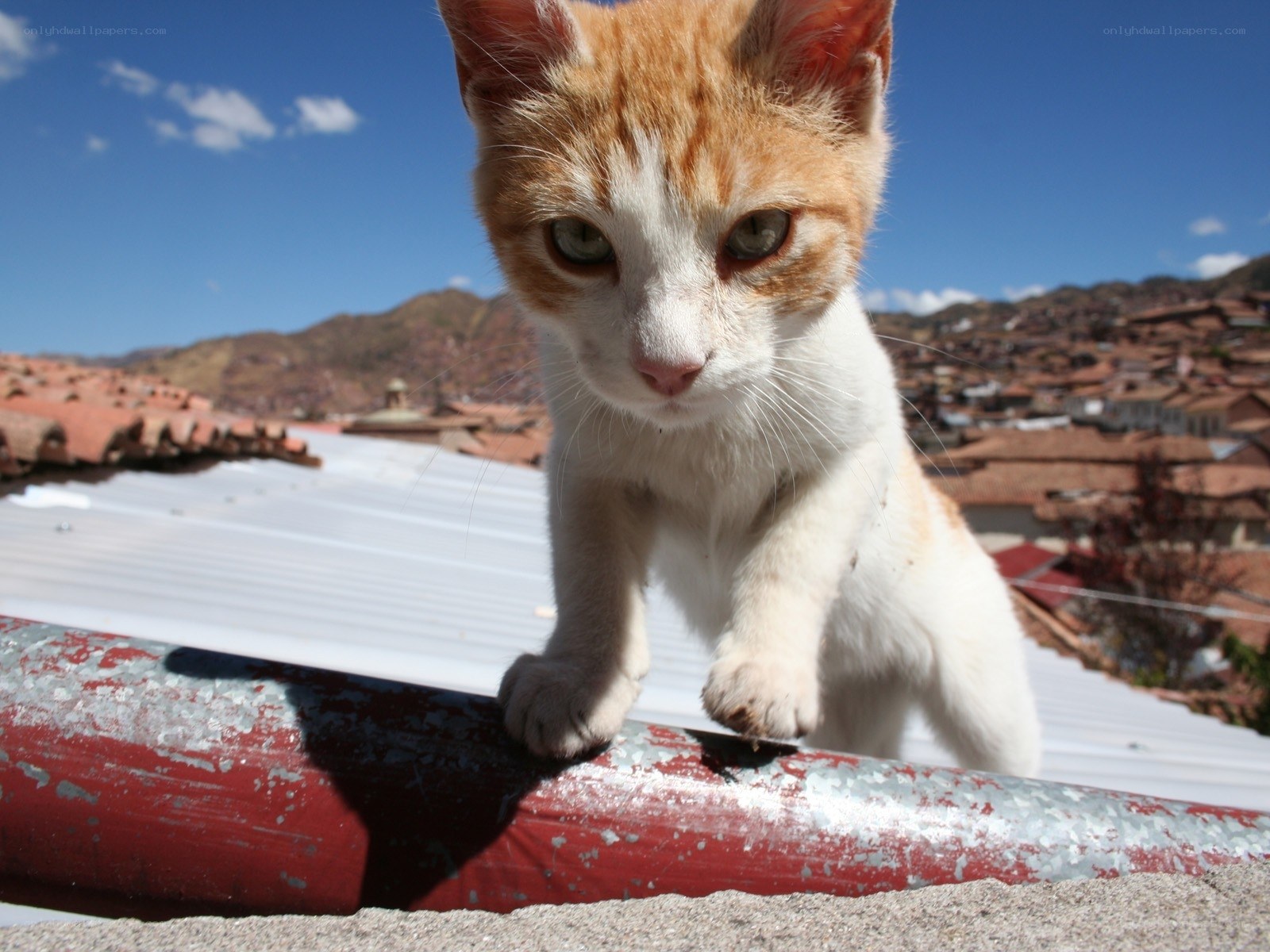 kitten on a rooftop
