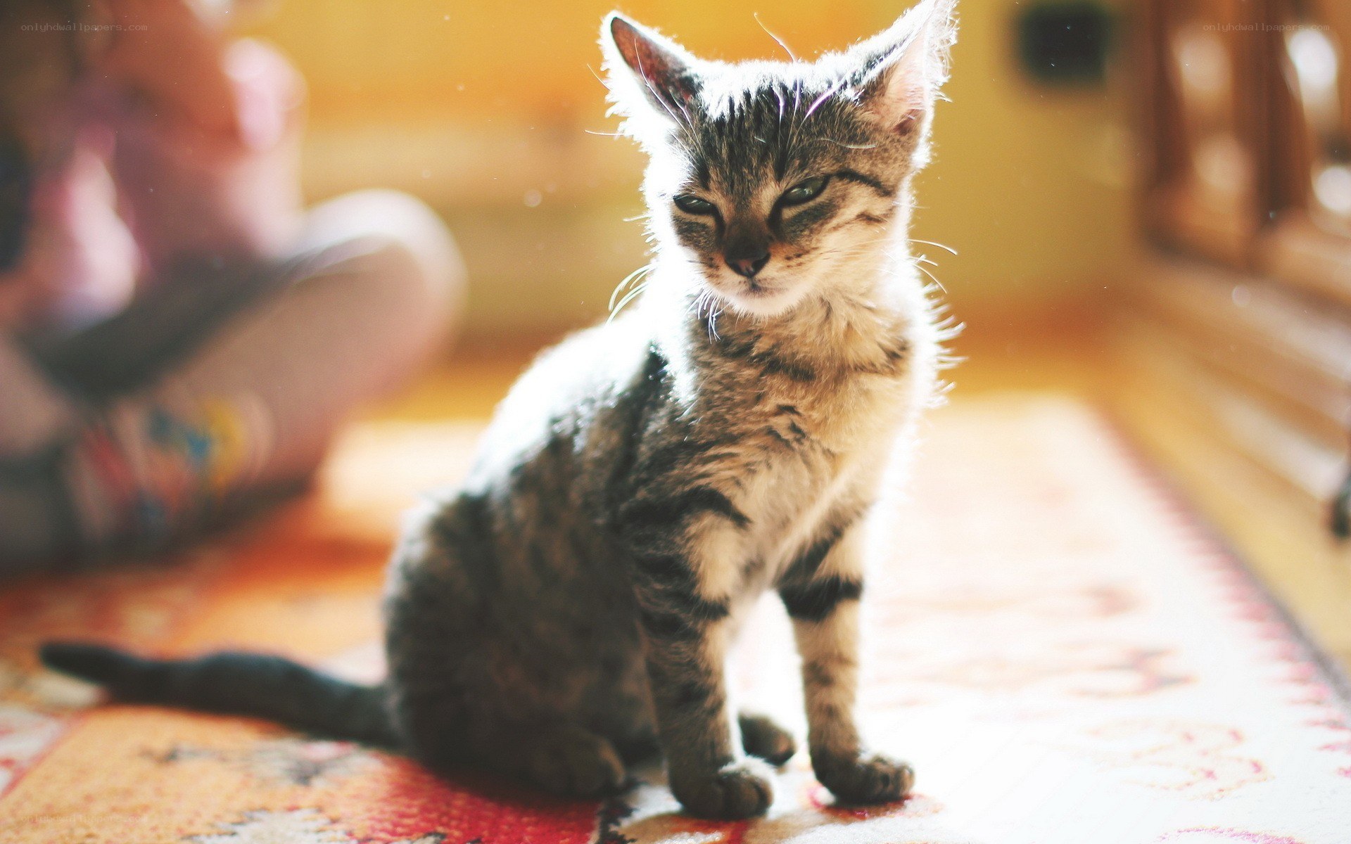 kitten on a rug in sunlight