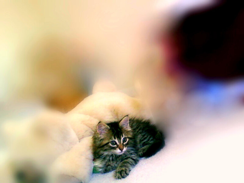kitten on a soft surface