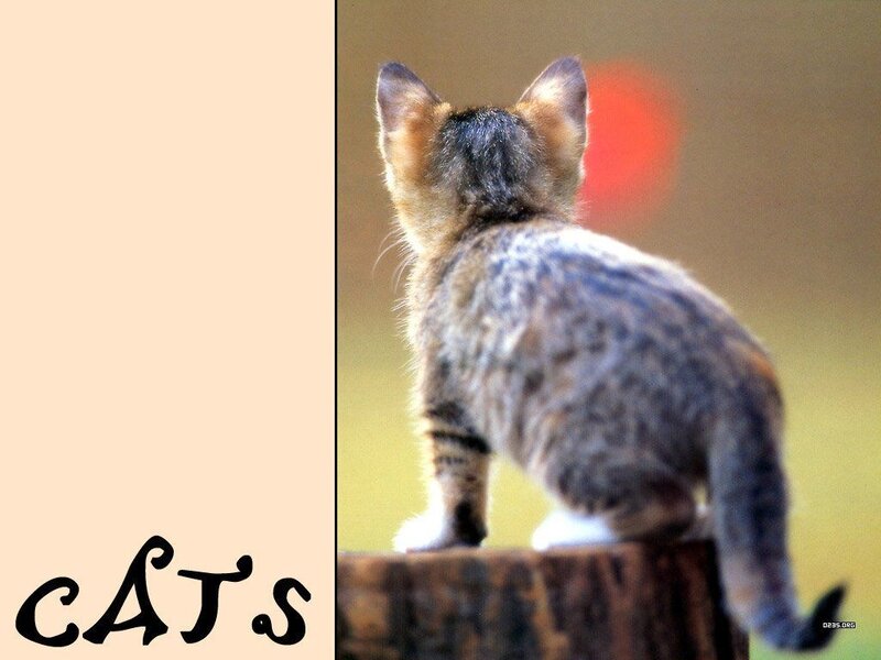 Kitten on a Stump