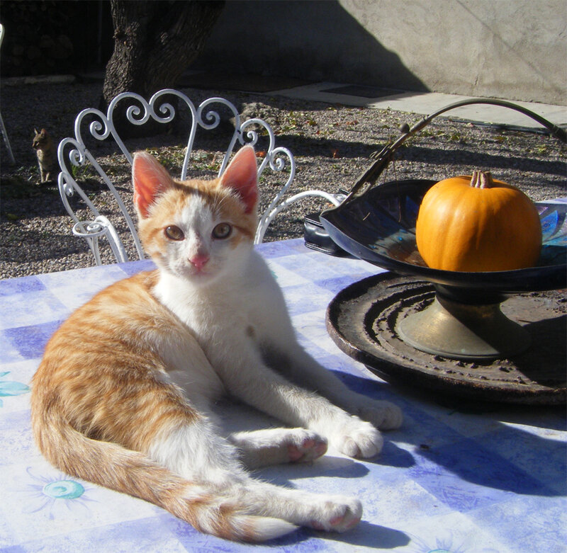 kitten on a table outdoors