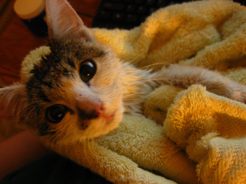 kitten on a towel