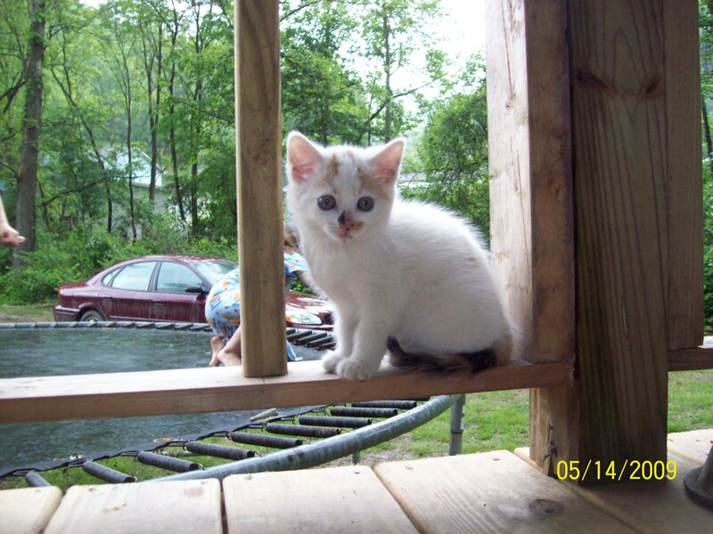 kitten on a trampoline
