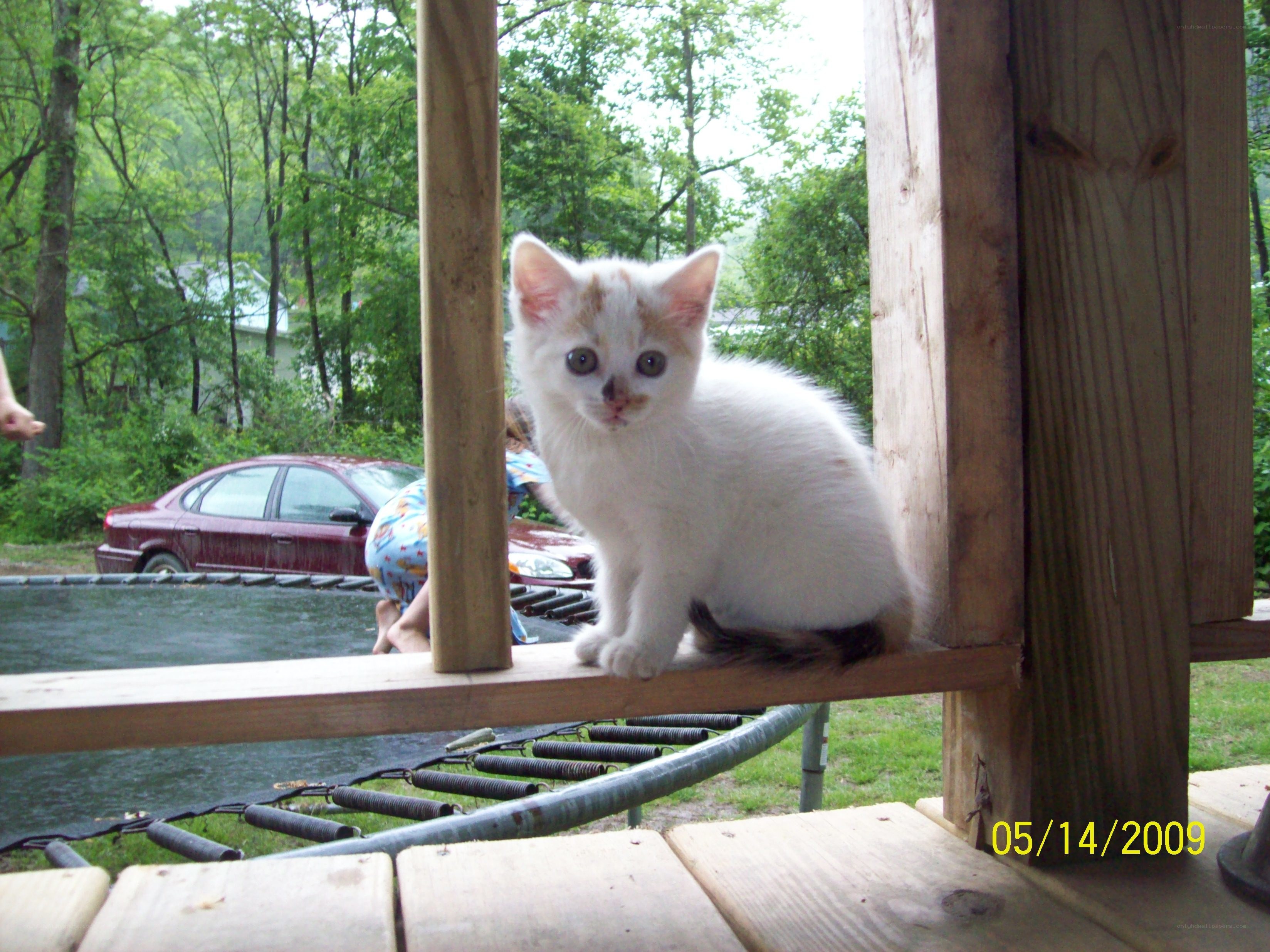 kitten on a trampoline