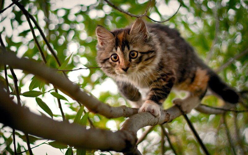 kitten on a tree branch