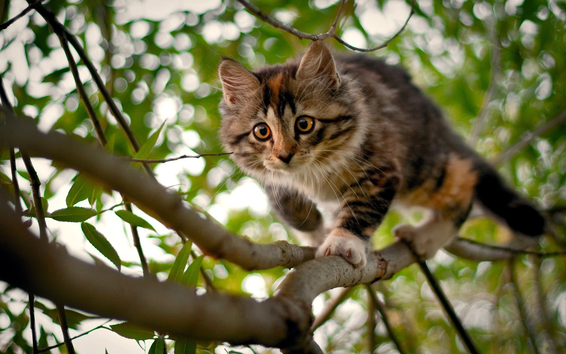 kitten on a tree branch