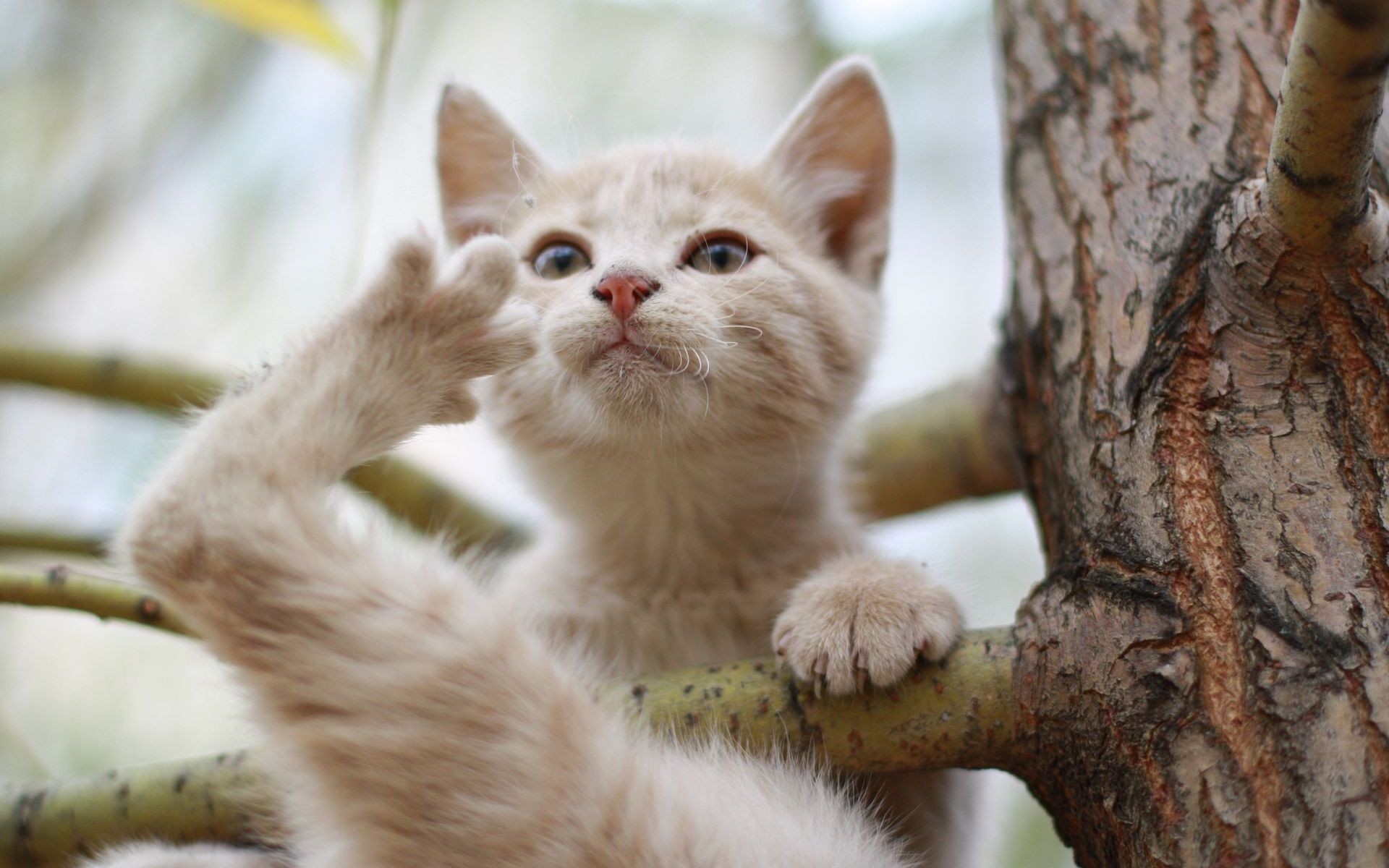 kitten on a tree branch