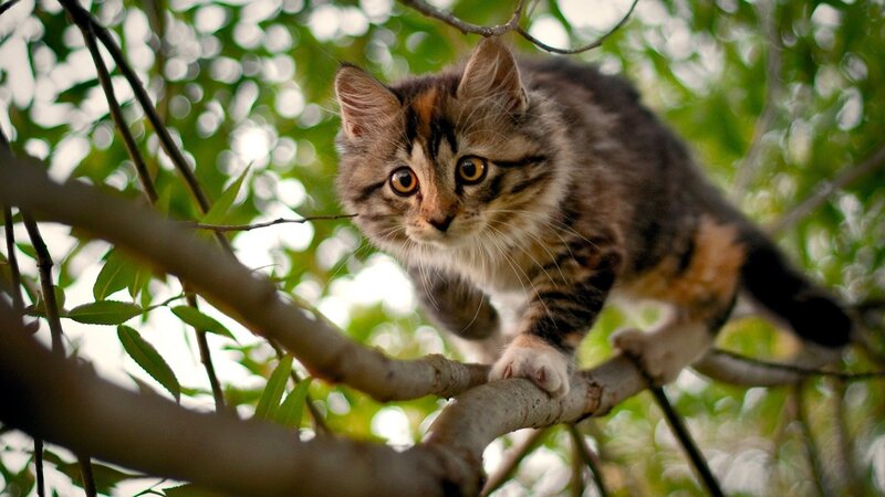 kitten on a tree branch