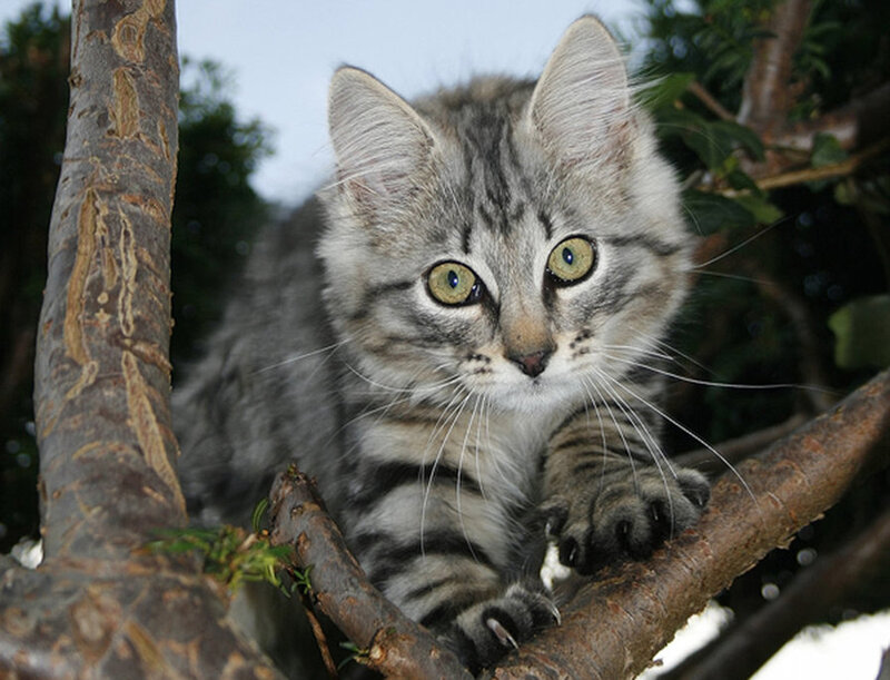 kitten on a tree branch