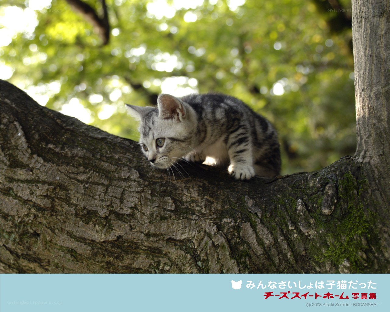 Kitten on a tree branch