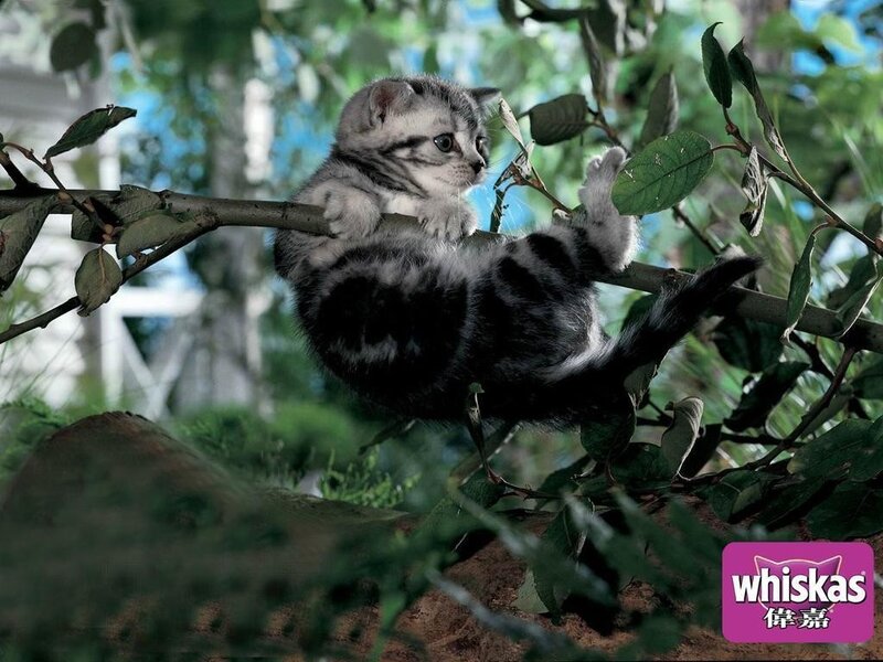 kitten on a tree branch