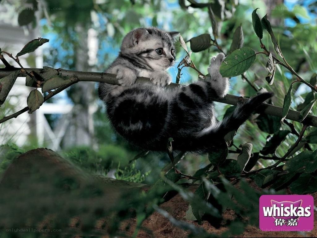 kitten on a tree branch