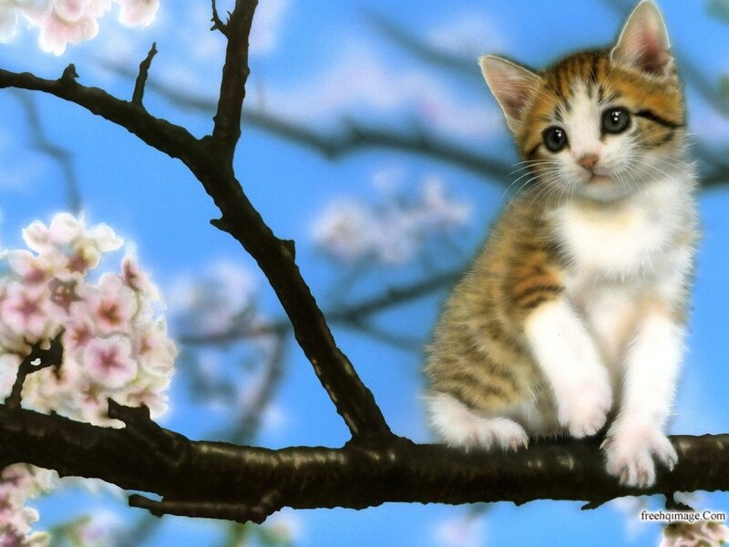 Kitten on a Tree Branch — Blue
