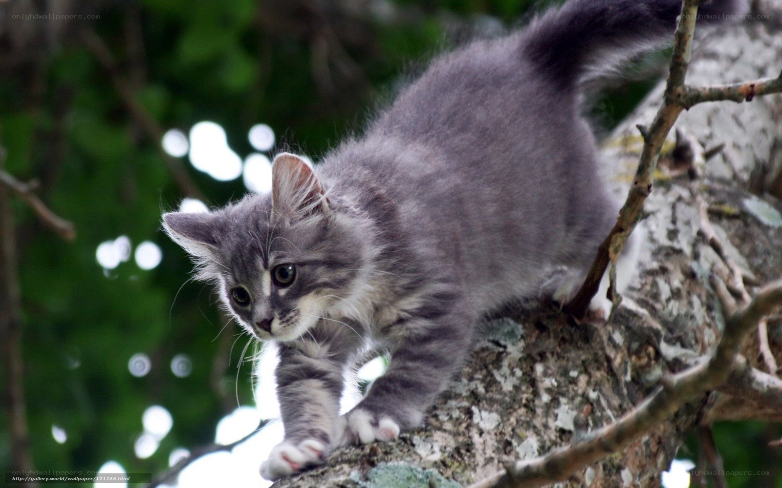 kitten on a tree branch