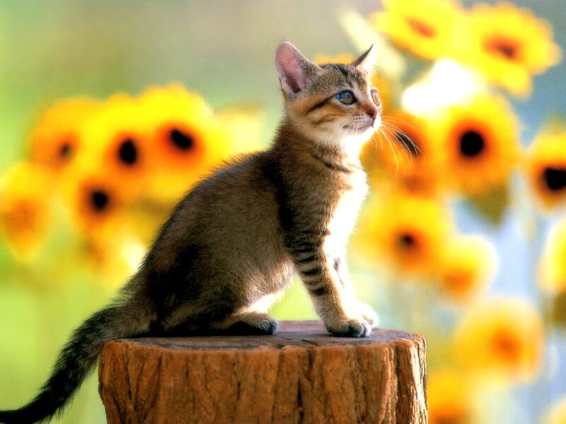 kitten on a tree stump