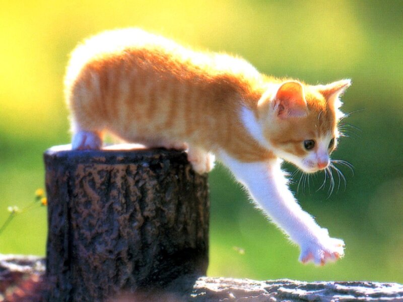 kitten on a tree stump