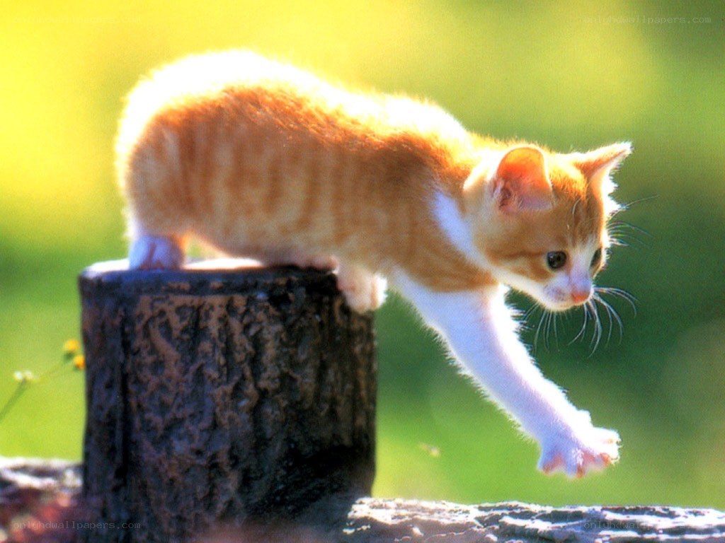 kitten on a tree stump