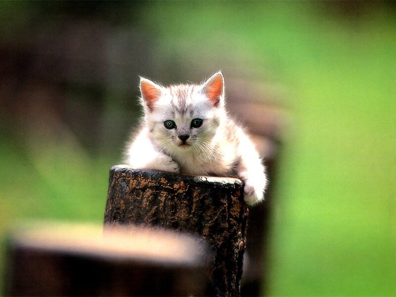 kitten on a tree stump