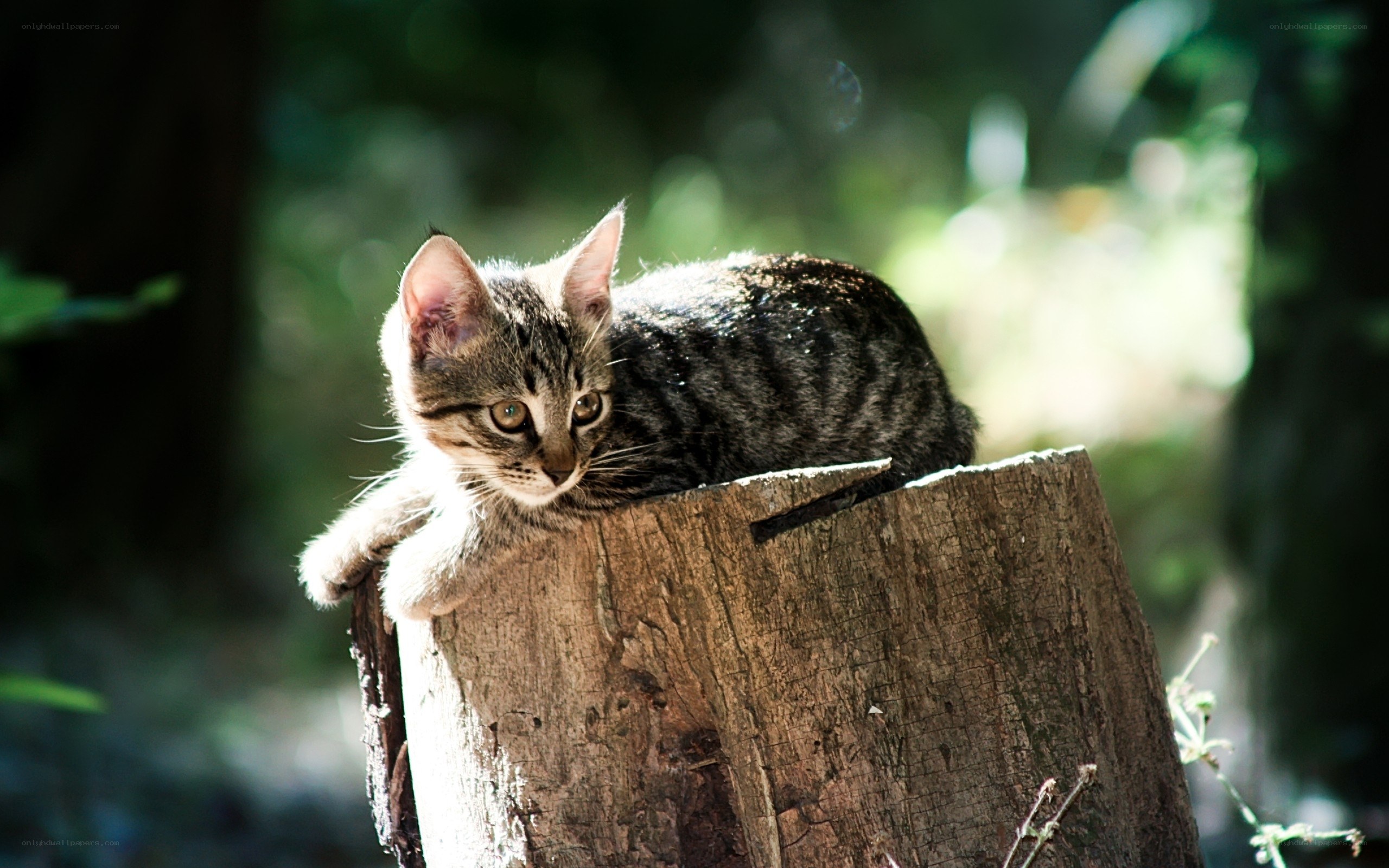 kitten on a tree stump