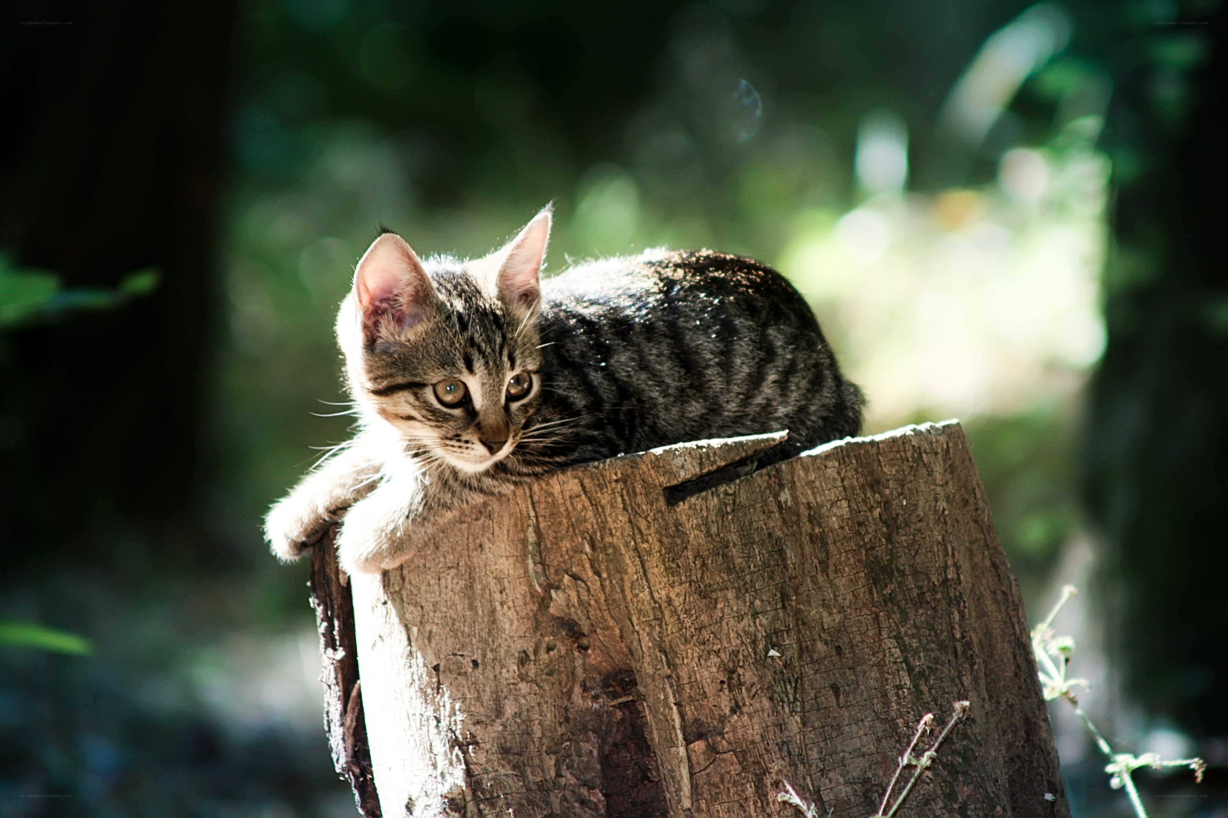 kitten on a tree stump