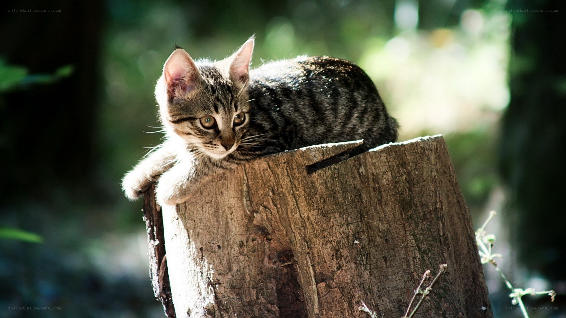 kitten on a tree stump