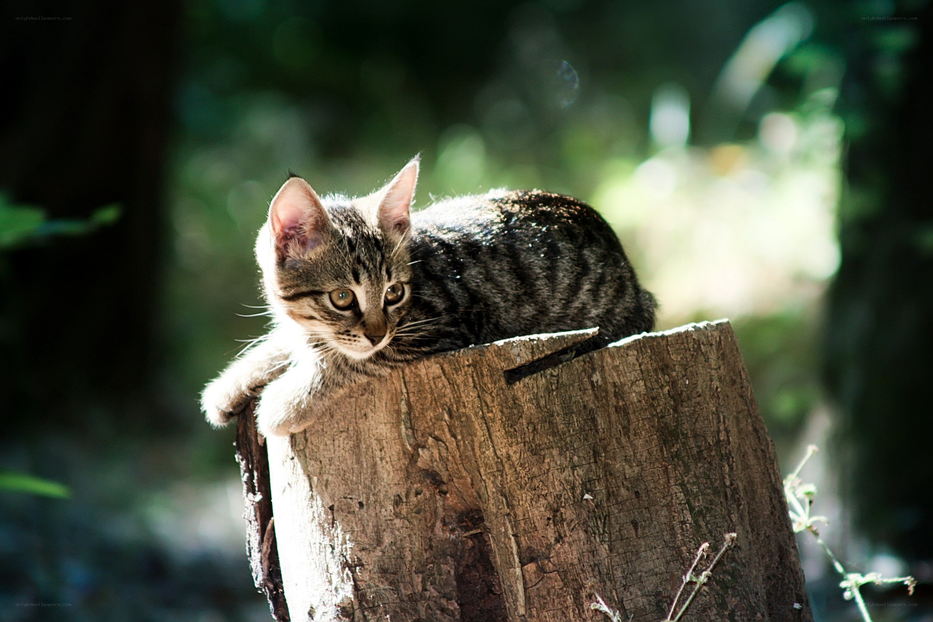 kitten on a tree stump