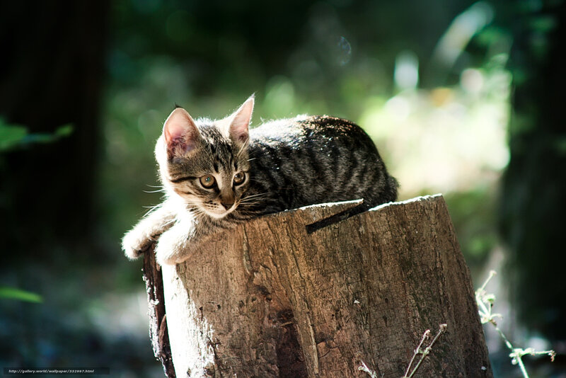 Kitten on a tree stump