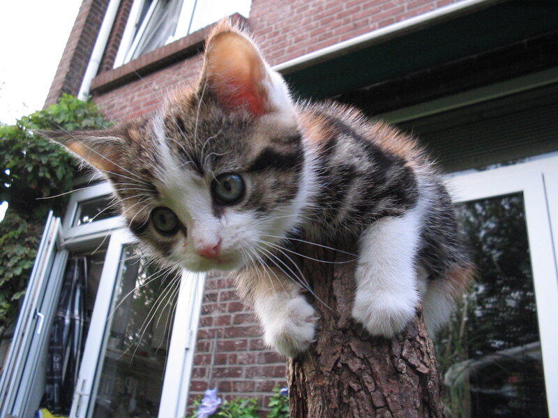 kitten on a tree trunk
