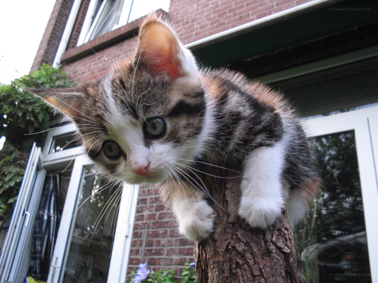 kitten on a tree trunk