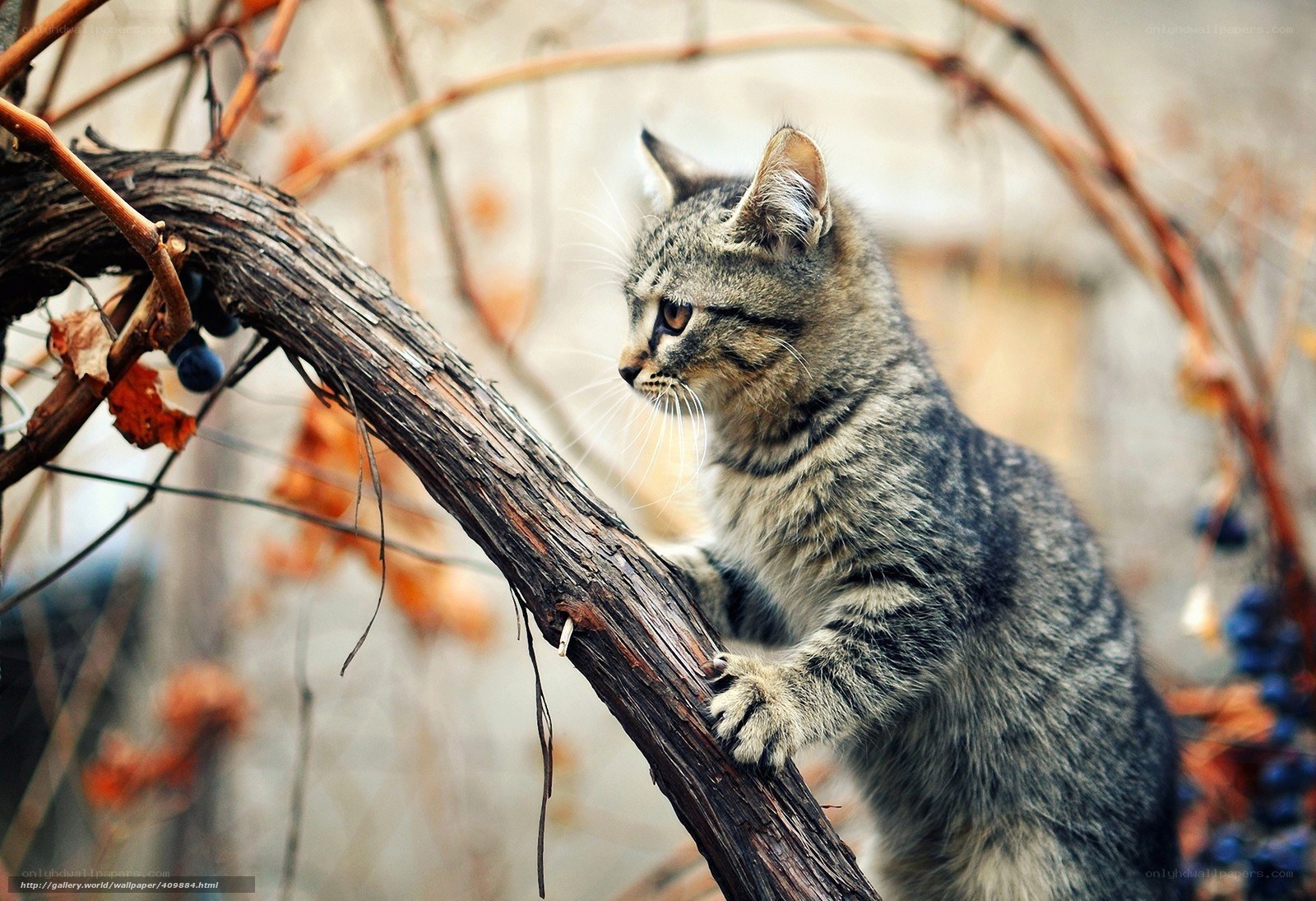 kitten on a vine branch