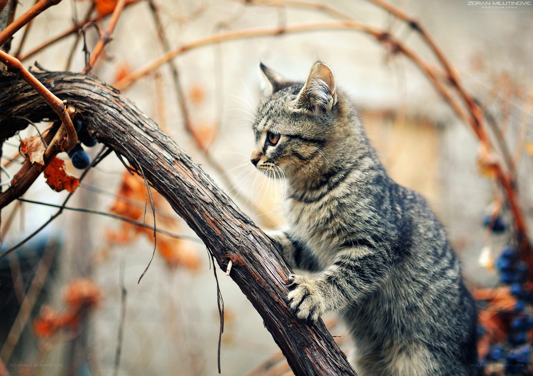 kitten on a vine branch