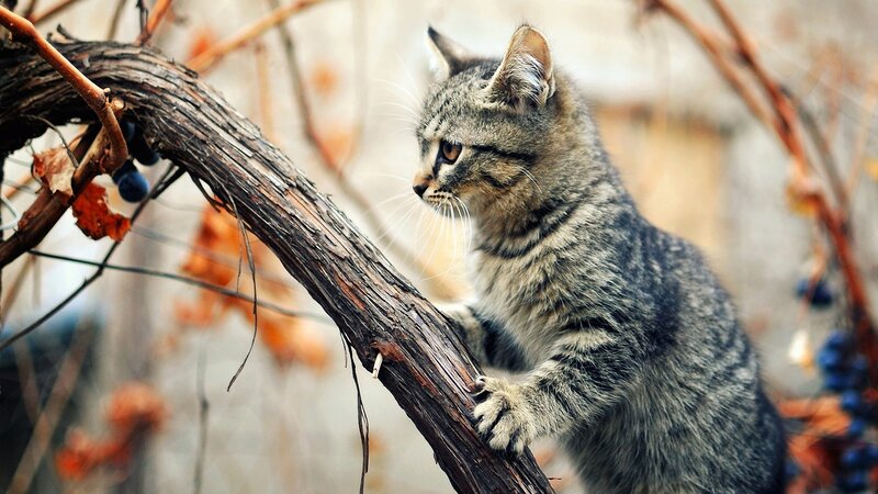 kitten on a vine branch
