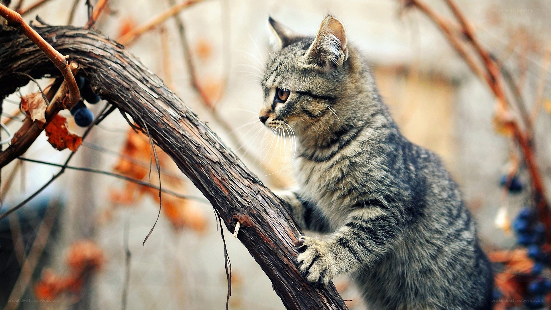 kitten on a vine branch