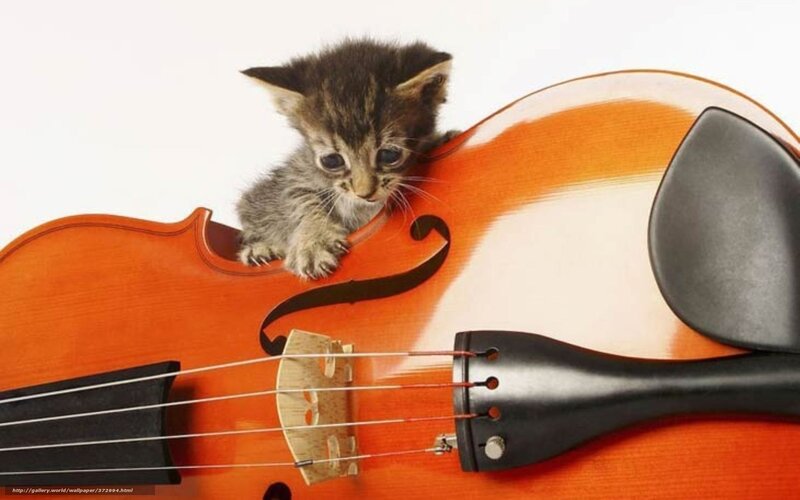 kitten on a violin