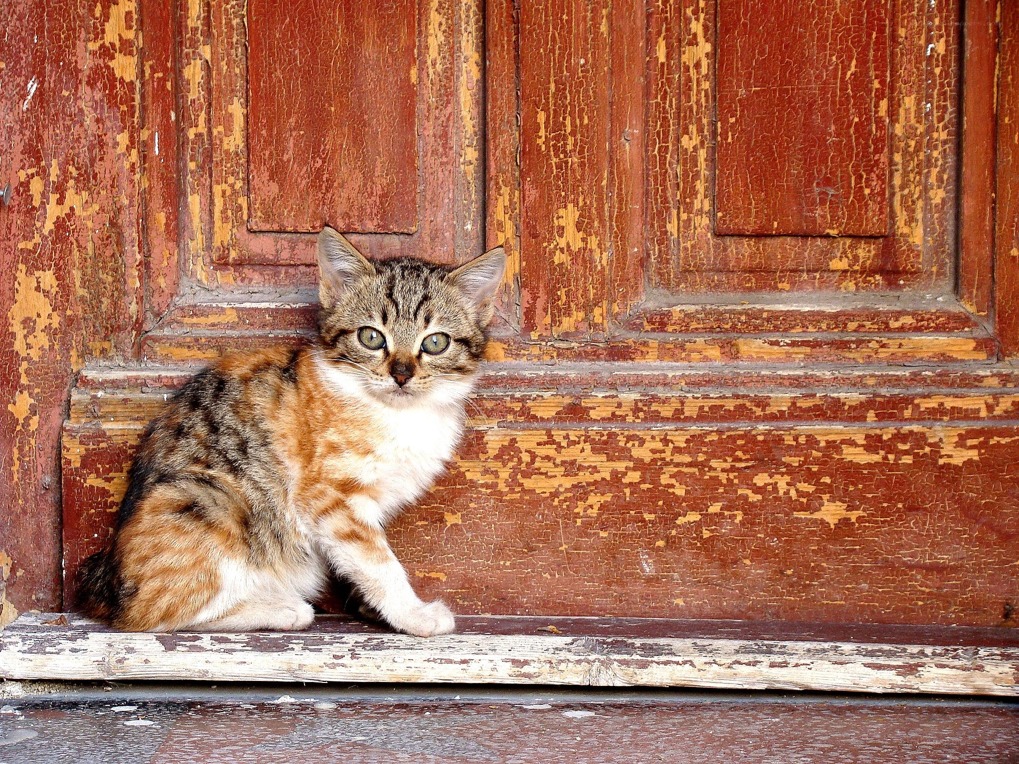 kitten on a weathered door