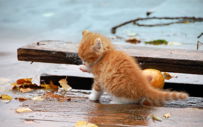 kitten on a wet dock