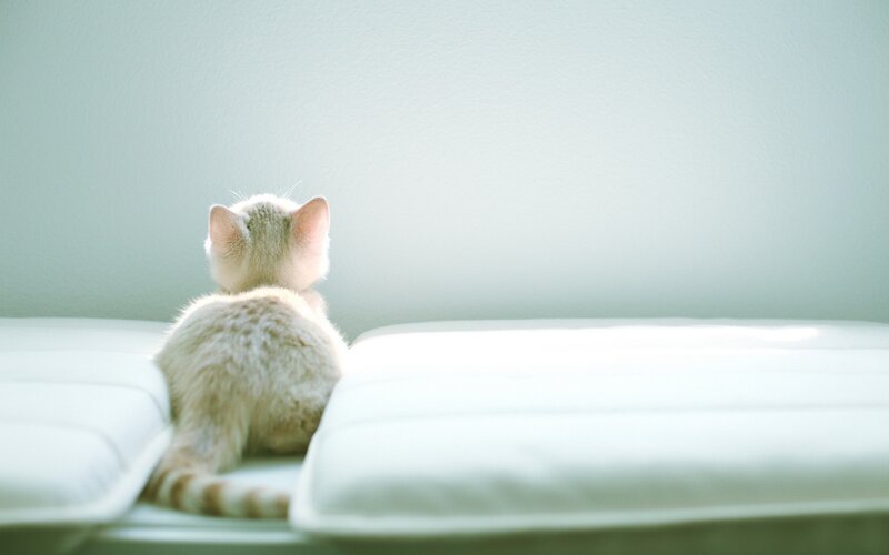 kitten on a white couch