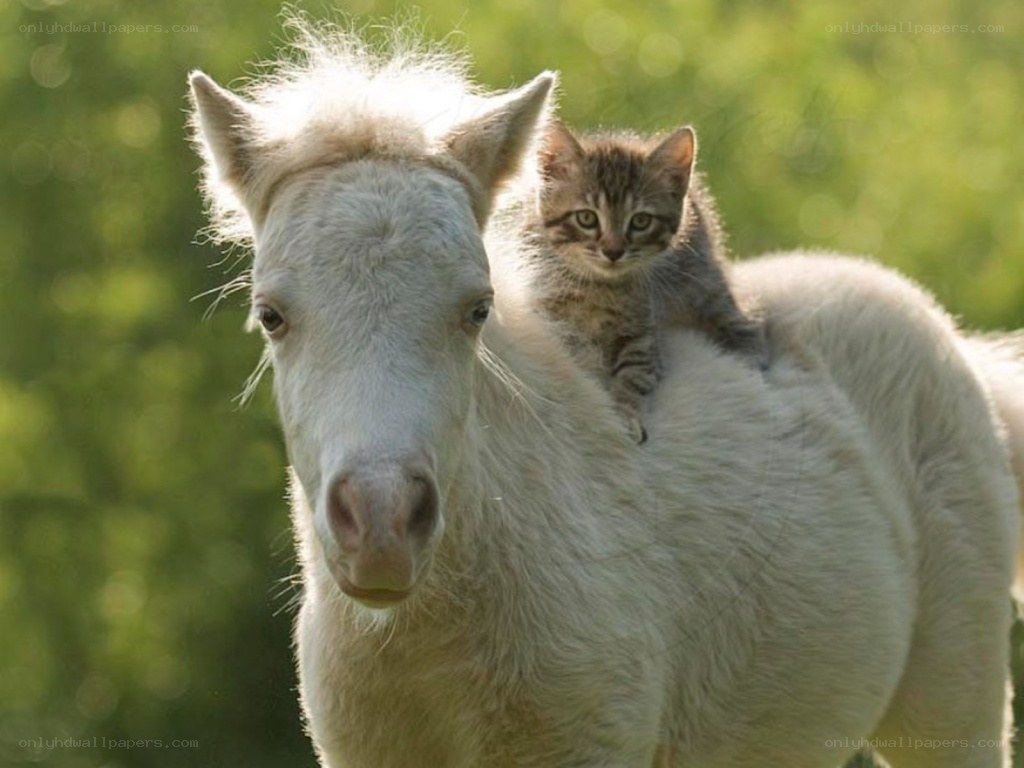 kitten on a white pony