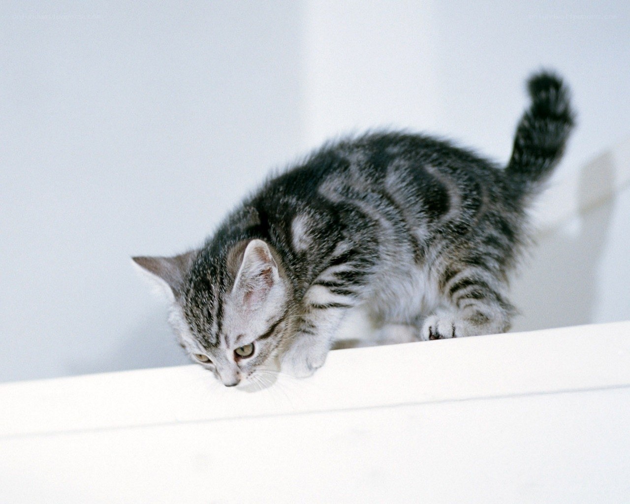 kitten on a white surface