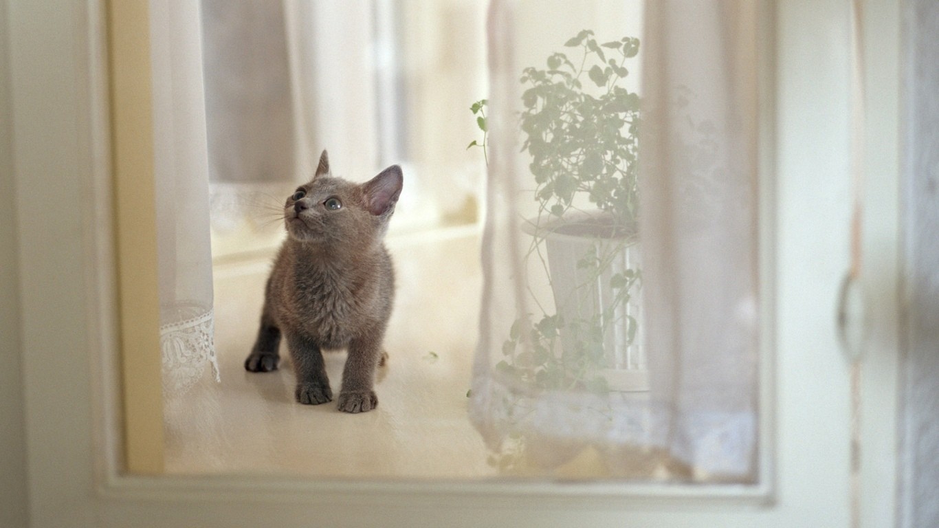 kitten on a windowsill