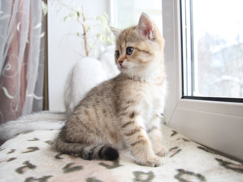 kitten on a windowsill