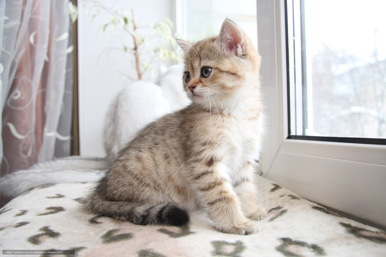 kitten on a windowsill