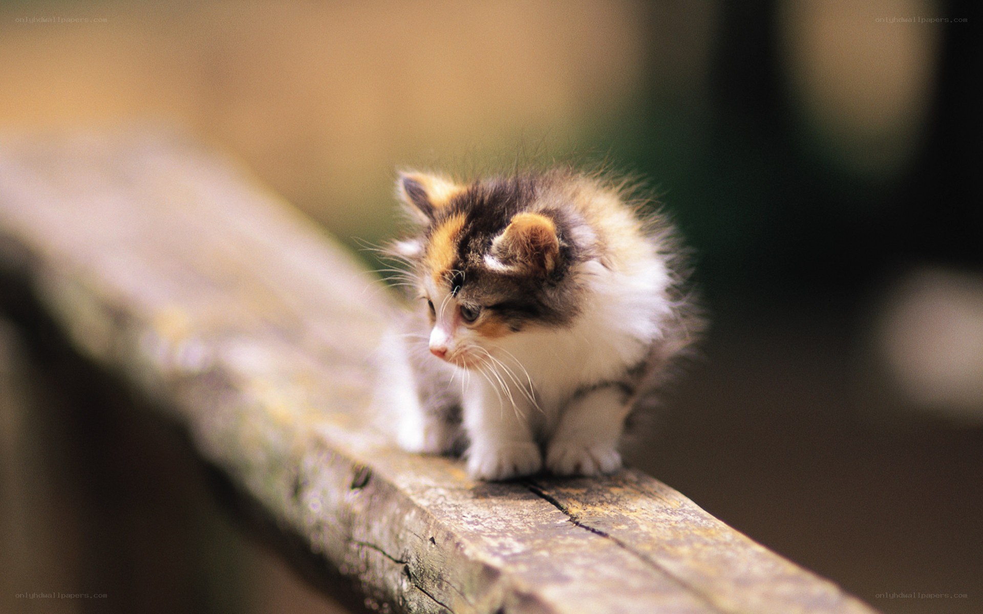 kitten on a wooden beam