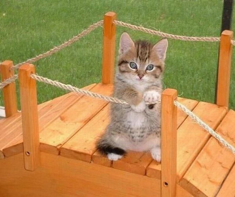 kitten on a wooden bridge