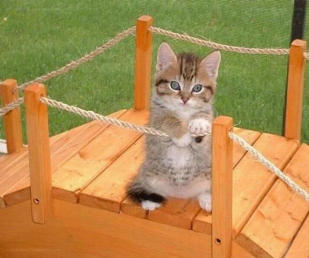 kitten on a wooden bridge