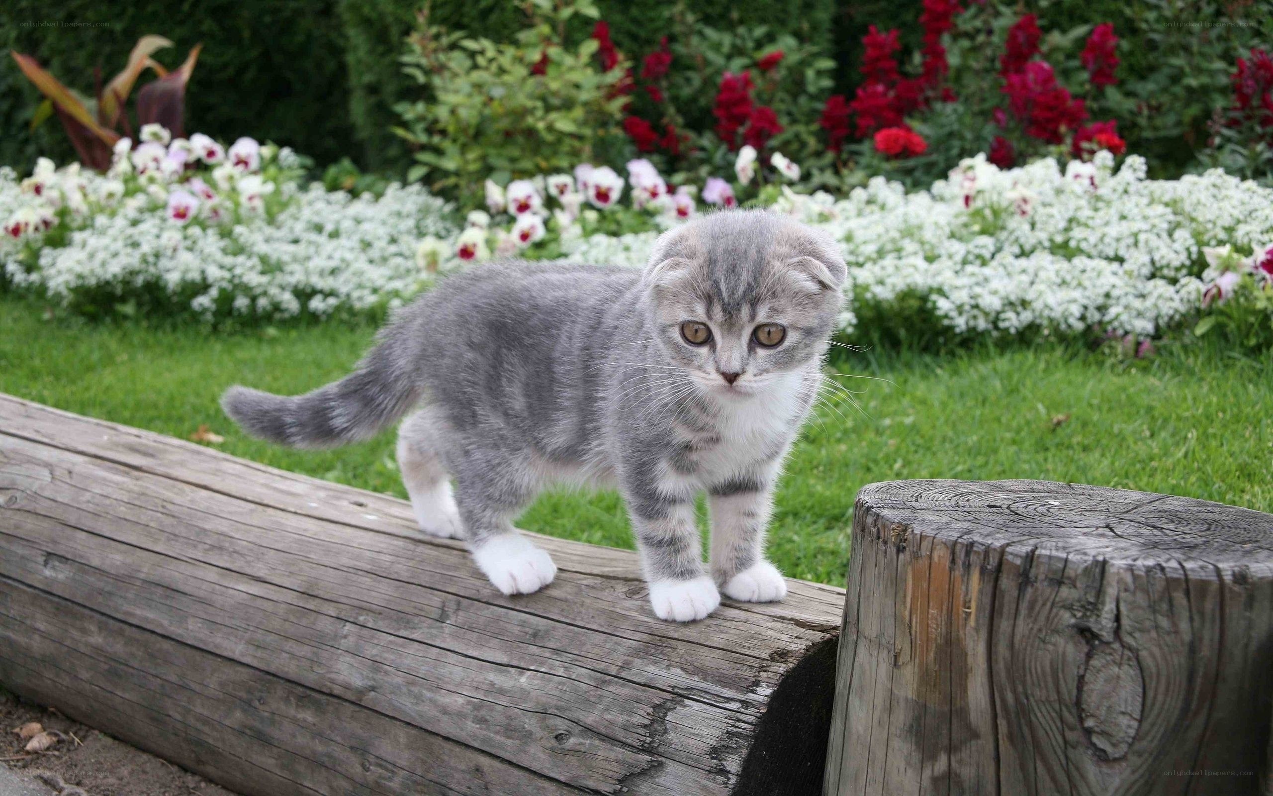 kitten on a wooden log