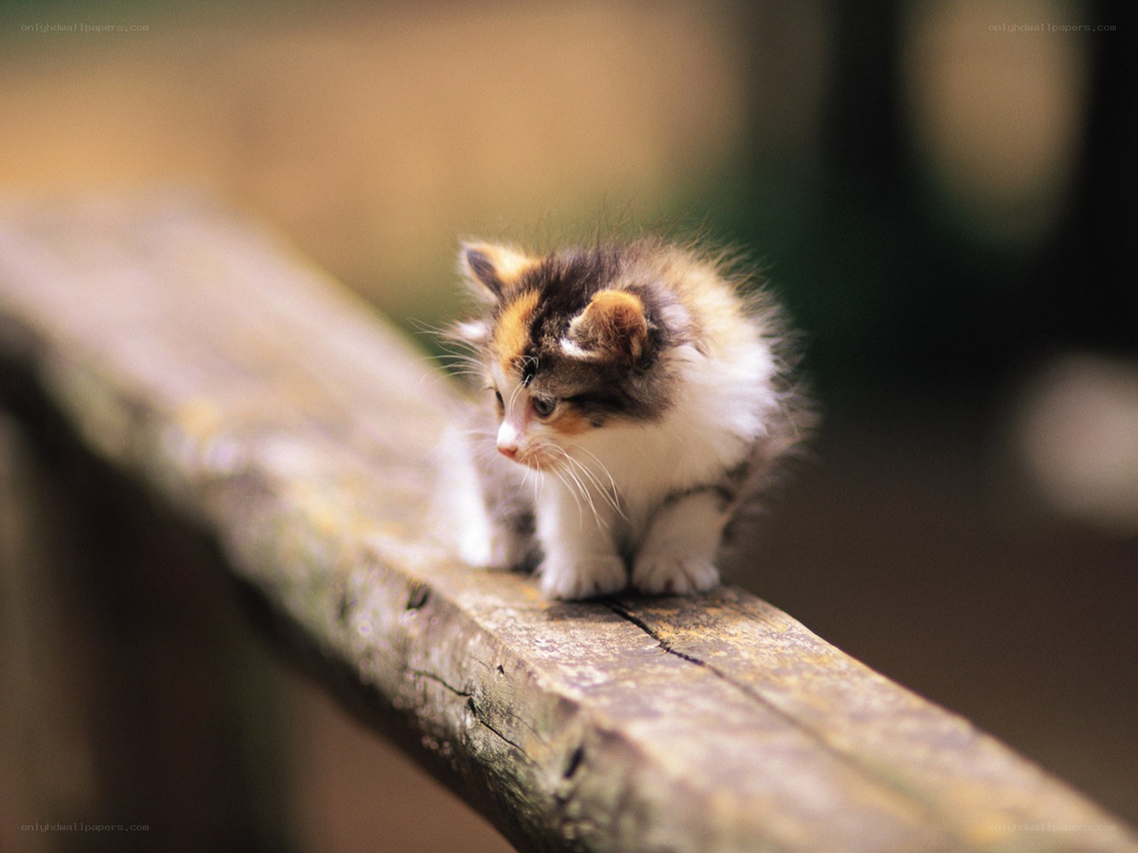 kitten on a wooden rail