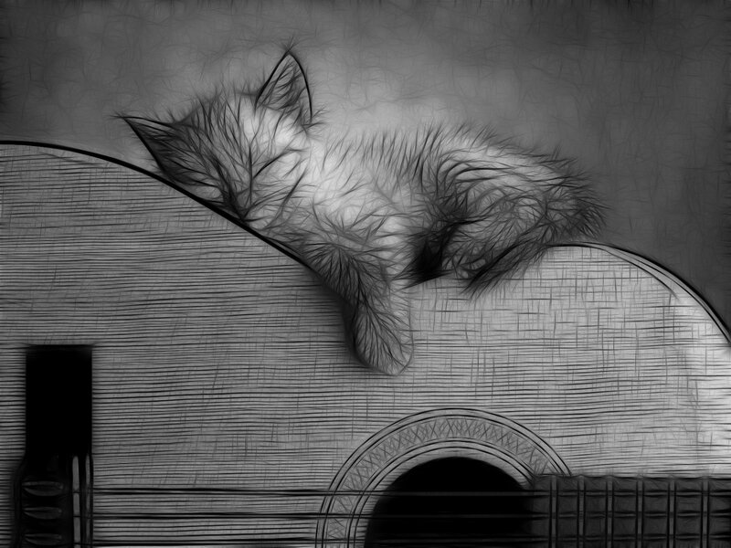 kitten on acoustic guitar